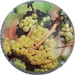 Ndeg108a_grappe_blanche.jpg