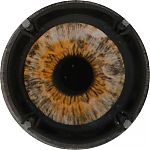 Ndeg1376b.JPG