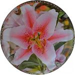 Nom du fichier=Ndeg1381_01_sur_06_Lys.JPG
Taille du fichier=19Ko
Dimensions : 400x400
Ajouté le : 31 Août 2024 Ndeg1381_01_sur_06_Lys.JPG