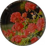 Nom du fichier=Ndeg1381a_02_sur_062C_geranium.JPG
Taille du fichier=21Ko
Dimensions : 400x400
Ajouté le : 31 Août 2024 Ndeg1381a_02_sur_062C_geranium.JPG