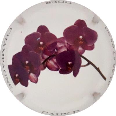 NR Orchidée violette
Photo Martine PUPIN
Mots-clés: NR