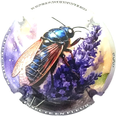 Abeille charpentière, 6-6
Photo René COSSEMENT
Mots-clés: NR